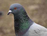 pigeonhead